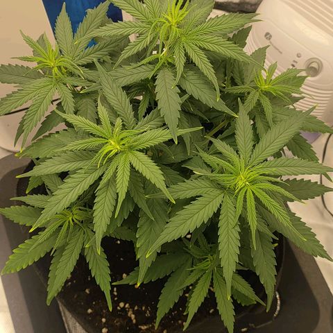 Gelato 41 fast growlog timeline photo
