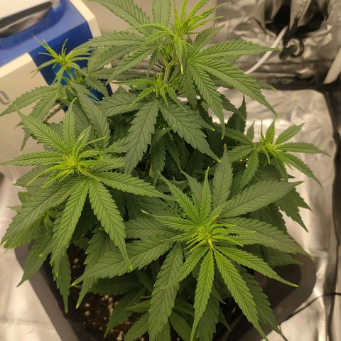 Gelato 41 fast growlog timeline photo