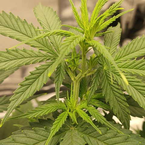 Gelato 41 fast growlog timeline photo