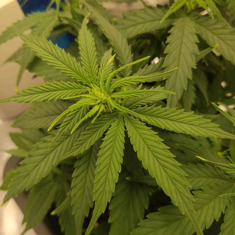 Gelato 41 fast growlog timeline photo