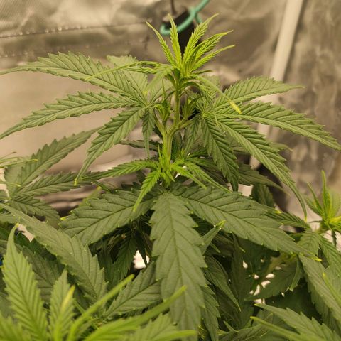 Gelato 41 fast growlog timeline photo
