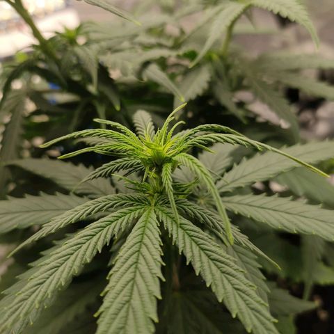 Gelato 41 fast growlog timeline photo
