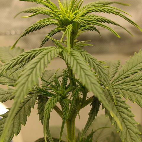 Gelato 41 fast growlog timeline photo
