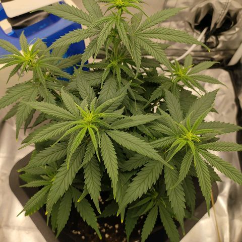 Gelato 41 fast growlog timeline photo