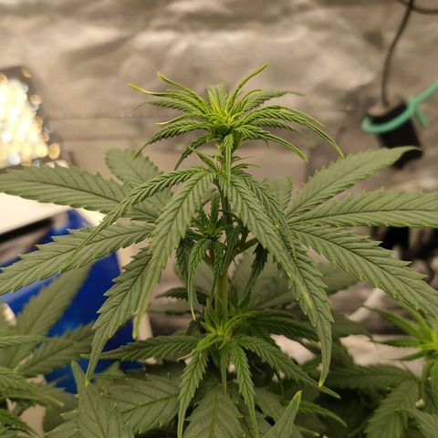 Gelato 41 fast growlog timeline photo