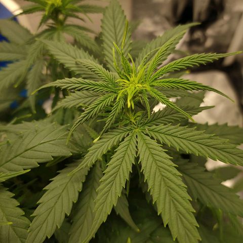 Gelato 41 fast growlog timeline photo