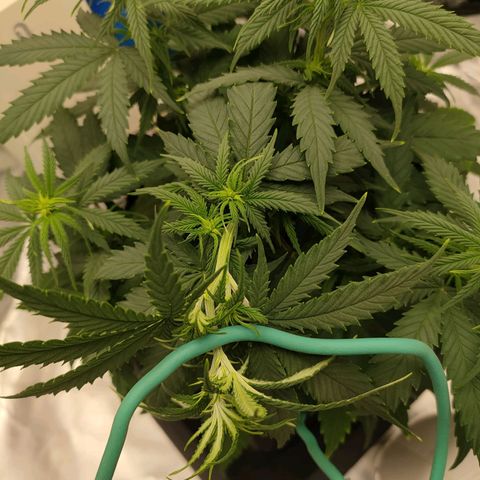 Gelato 41 fast growlog timeline photo