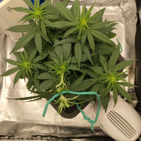 Gelato 41 fast growlog timeline photo