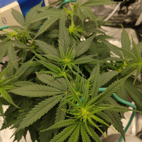 Gelato 41 fast growlog timeline photo