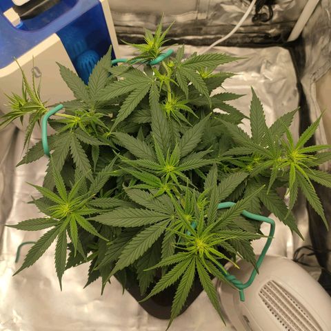 Gelato 41 fast growlog timeline photo