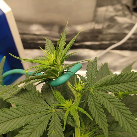 Gelato 41 fast growlog timeline photo