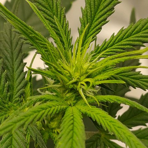 Gelato 41 fast growlog timeline photo