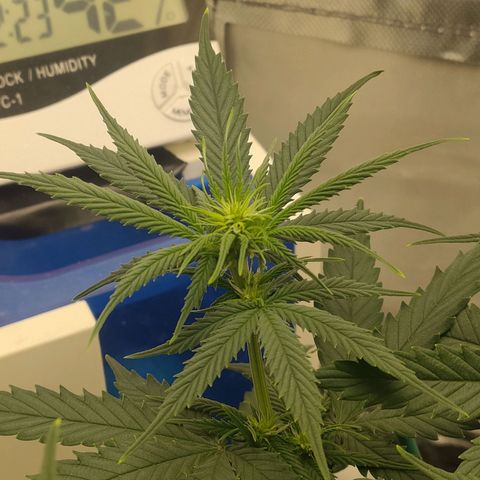 Gelato 41 fast growlog timeline photo