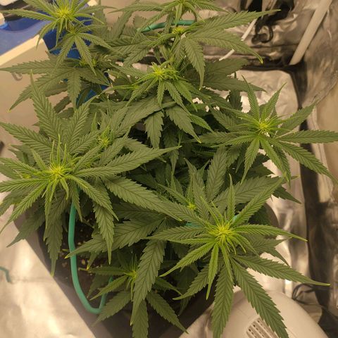 Gelato 41 fast growlog timeline photo