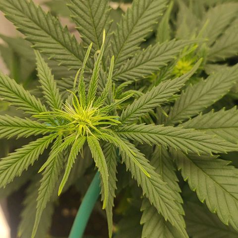 Gelato 41 fast growlog timeline photo