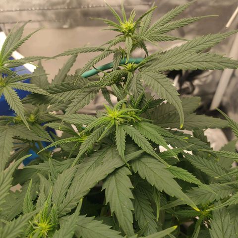Gelato 41 fast growlog timeline photo