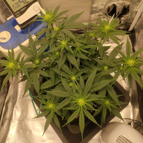 Gelato 41 fast growlog timeline photo