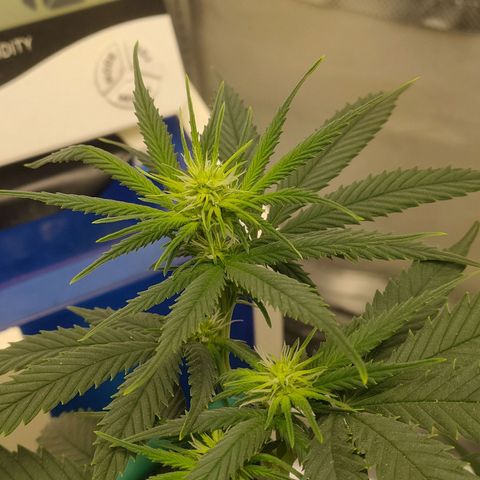 Gelato 41 fast growlog timeline photo