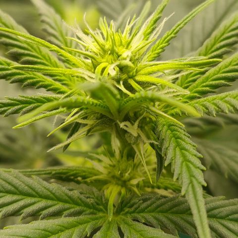 Gelato 41 fast growlog timeline photo
