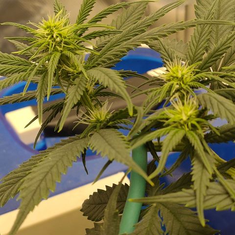 Gelato 41 fast growlog timeline photo