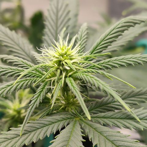 Gelato 41 fast growlog timeline photo