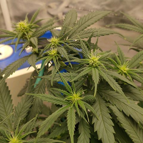 Gelato 41 fast growlog timeline photo