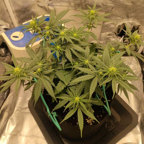 Gelato 41 fast growlog timeline photo