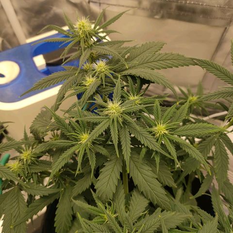 Gelato 41 fast growlog timeline photo
