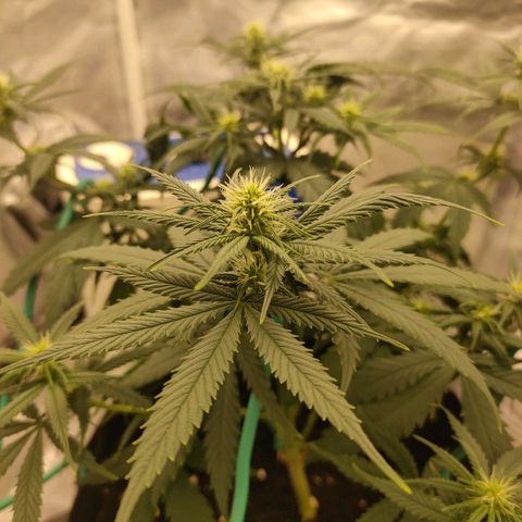 Gelato 41 fast growlog timeline photo
