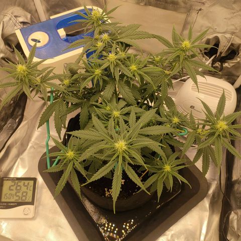Gelato 41 fast growlog timeline photo