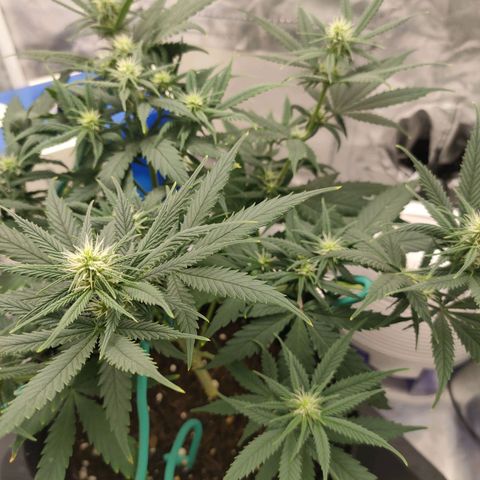 Gelato 41 fast growlog timeline photo