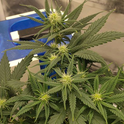 Gelato 41 fast growlog timeline photo