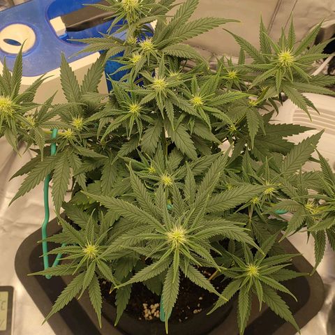 Gelato 41 fast growlog timeline photo