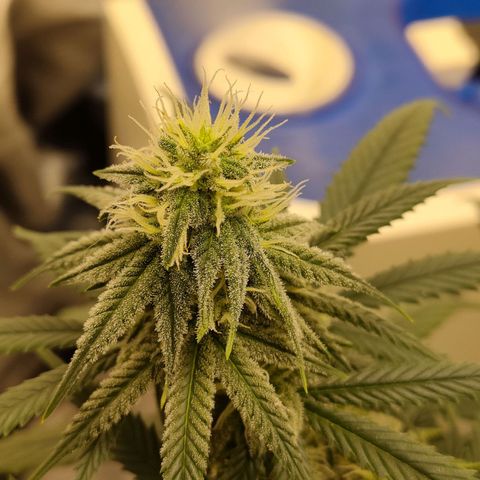Gelato 41 fast growlog timeline photo