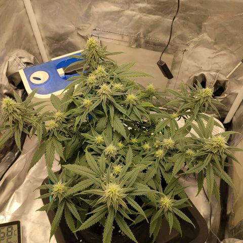 Gelato 41 fast growlog timeline photo
