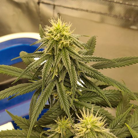 Gelato 41 fast growlog timeline photo