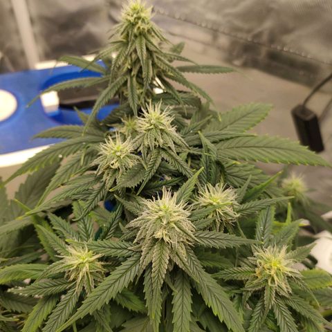 Gelato 41 fast growlog timeline photo
