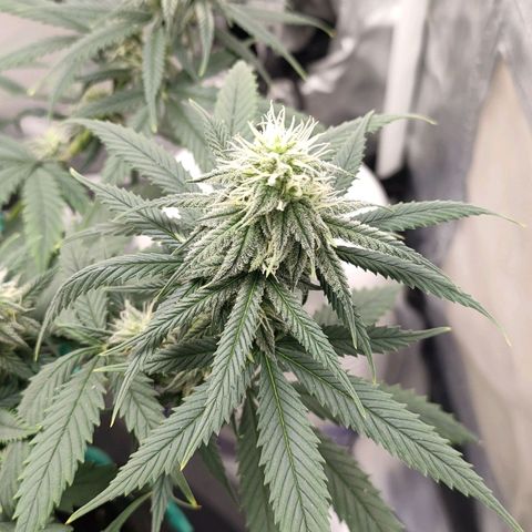 Gelato 41 fast growlog timeline photo