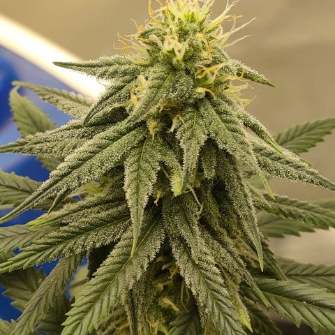 Gelato 41 fast growlog timeline photo
