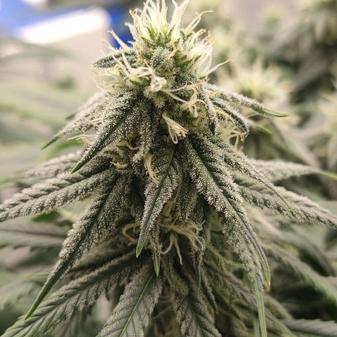 Gelato 41 fast growlog timeline photo