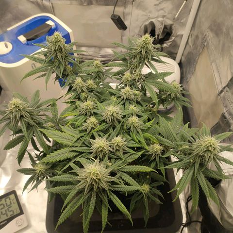 Gelato 41 fast growlog timeline photo
