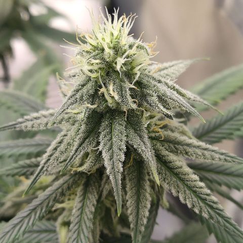 Gelato 41 fast growlog timeline photo
