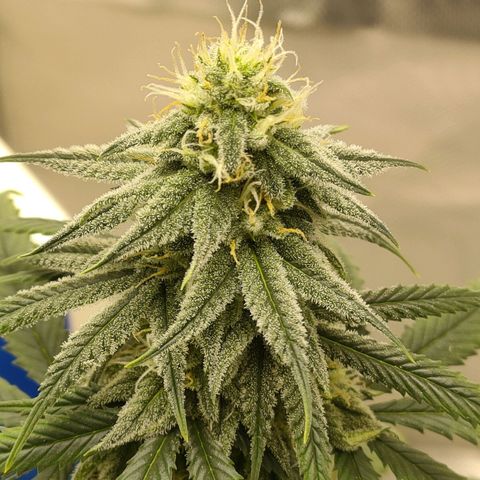 Gelato 41 fast growlog timeline photo