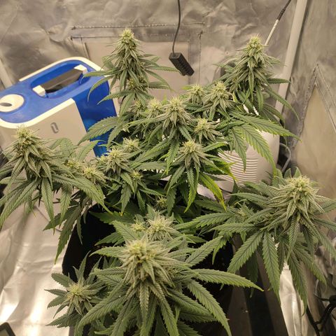 Gelato 41 fast growlog timeline photo
