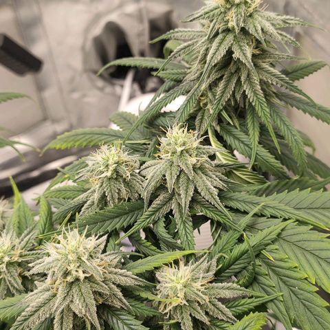 Gelato 41 fast growlog timeline photo