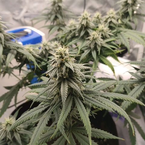 Gelato 41 fast growlog timeline photo