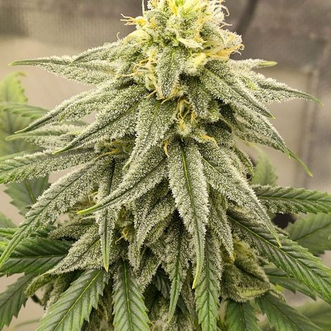 Gelato 41 fast growlog timeline photo
