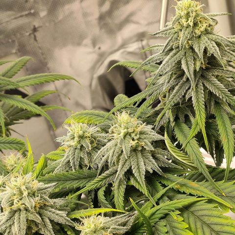 Gelato 41 fast growlog timeline photo