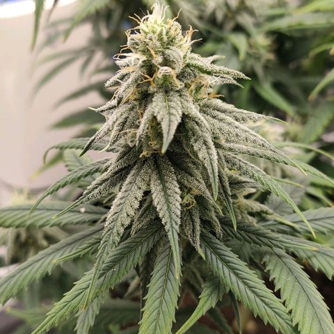 Gelato 41 fast growlog timeline photo