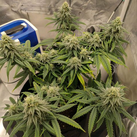 Gelato 41 fast growlog timeline photo